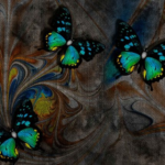 Butterflies - Image 3
