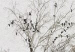 Vintage Branches with Birds - Image 3