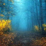 Into The Forest