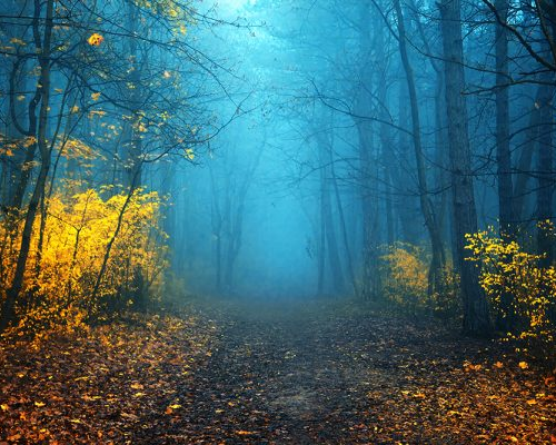Into The Forest