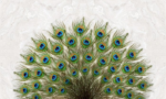 Peacock Feathers - Image 2